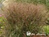 Sora rykštėtoji  ,Prairie Sky' (lot.  Panicum virgatum)